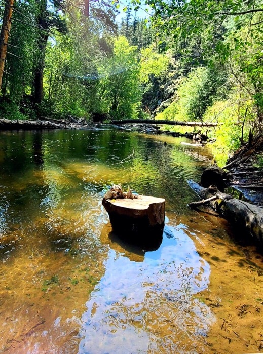 a tree stump in a stream of water surrounded by trees